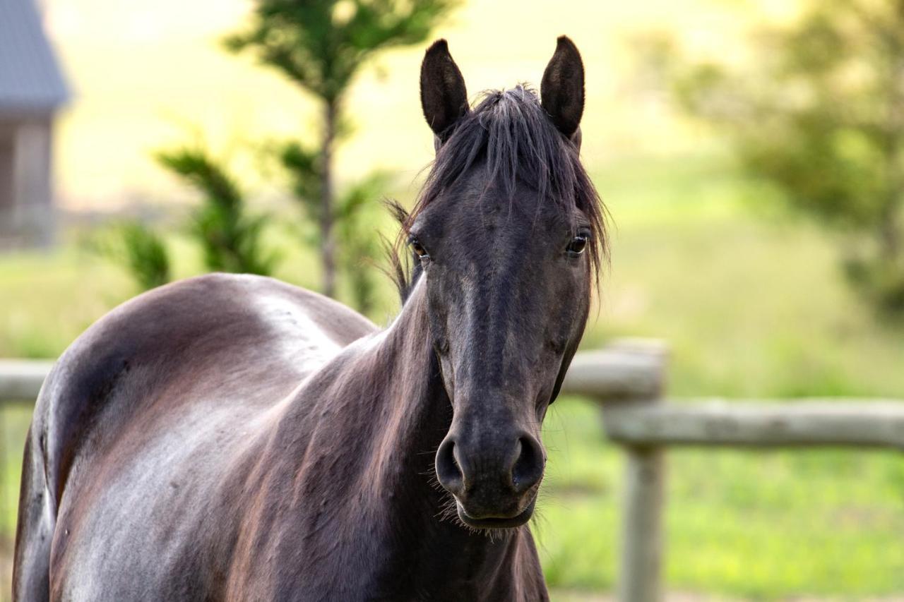 Wild Horses Lodge Harrismith Buitenkant foto